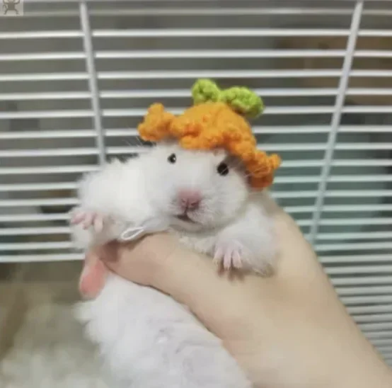 Mini Hamster Hat for Small Animals, Lovely Hand Knitted Hats for Lizard, Guinea Pig, Reptile, Christmas Party Clothes, Costume P - Image 13