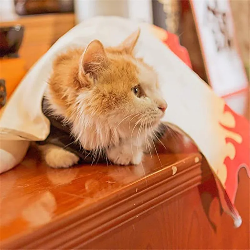 Capa de la Guardiana Mariposa para Gatos. - Image 5