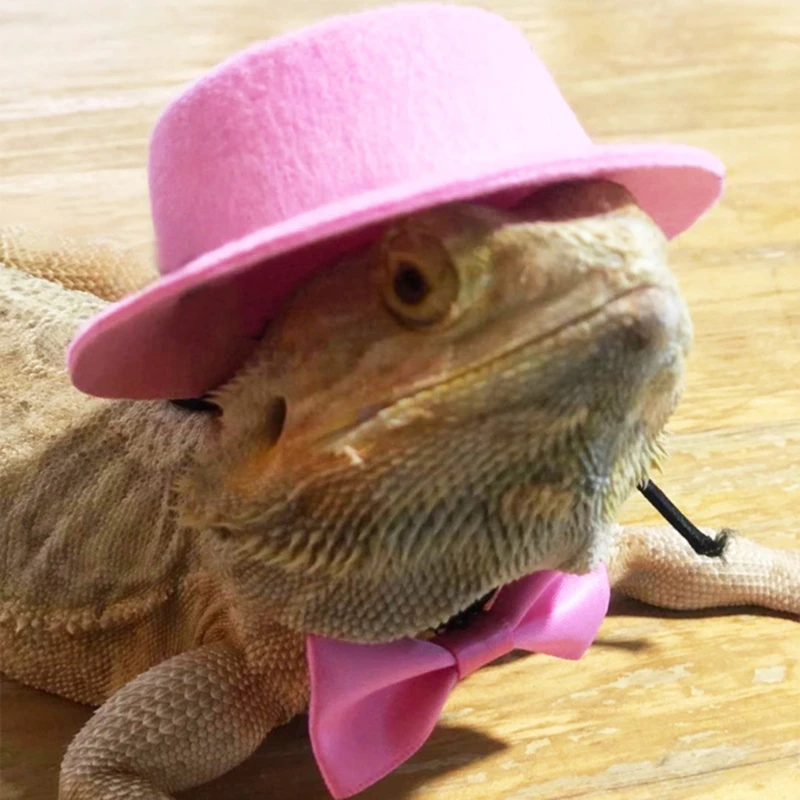 El Conjunto de Gala Kawaii para Reptiles - Image 9
