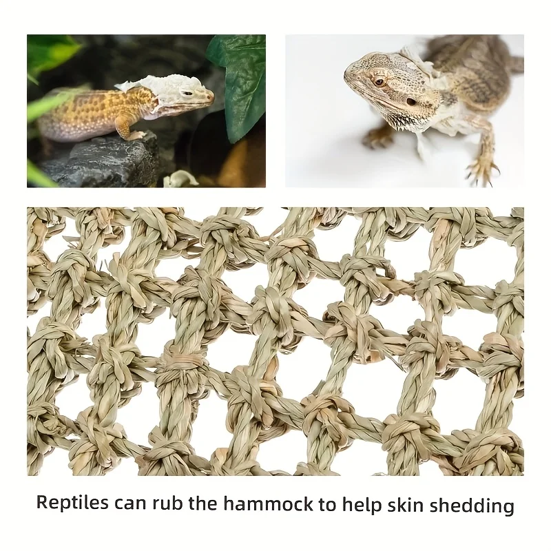 Refugio de los Bosques Ancestrales para Reptiles - Image 4