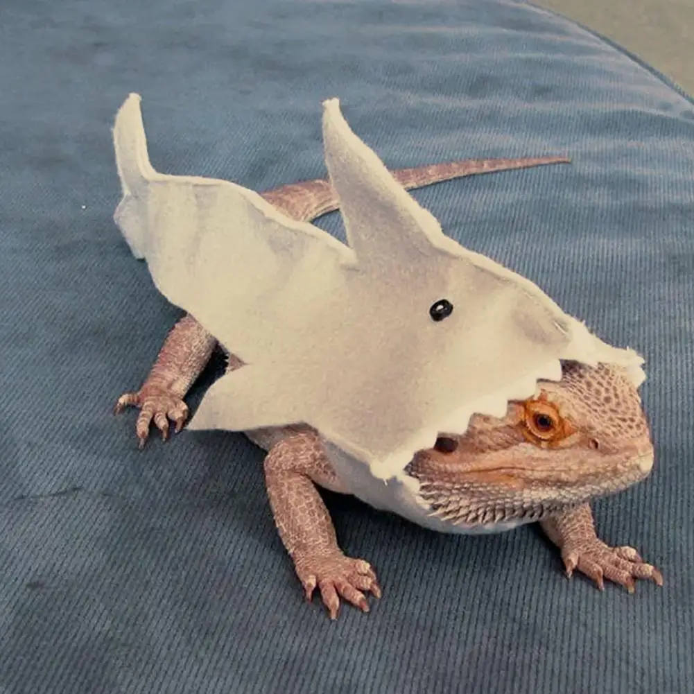 El Gran Tiburón del Desierto: Armadura Kawaii para Reptiles Valientes - Image 6