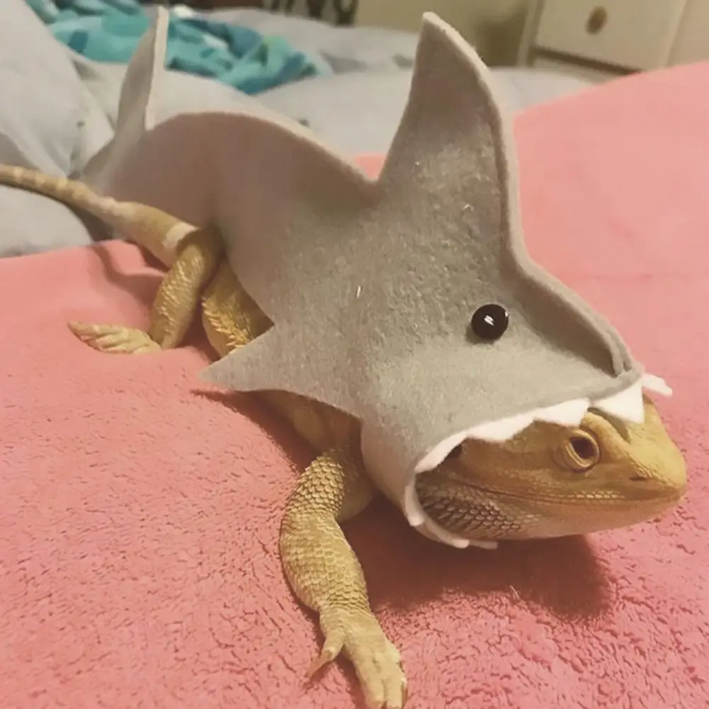 El Gran Tiburón del Desierto: Armadura Kawaii para Reptiles Valientes - Image 2